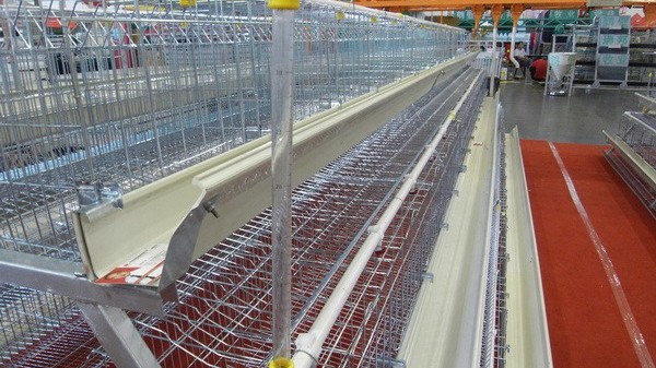 电镀锌丝在鸡笼网中的应用：坚固耐用，守护家禽健康